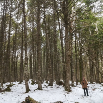 Crystal Francis Crystal Francis