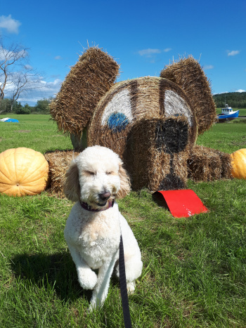 Marcy Dwyer RN Marcy Dwyer RN