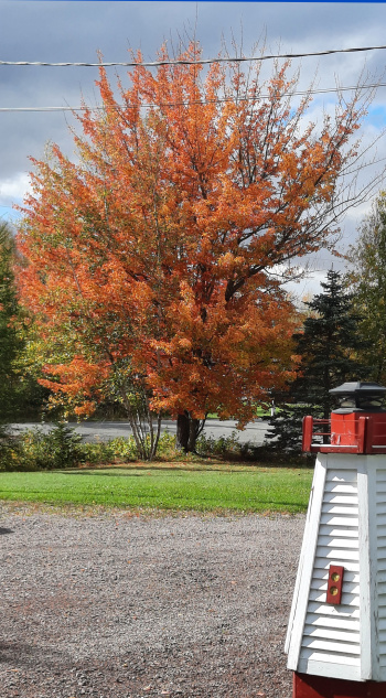 Melissa Stronge, LPN Melissa Stronge, LPN