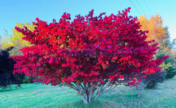 Melissa Theriault, LPN Melissa Theriault, LPN